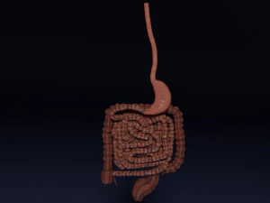 Intestine animated model 3D Model