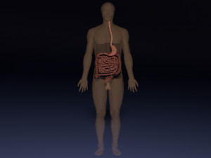 Intestine animated model 3D Model