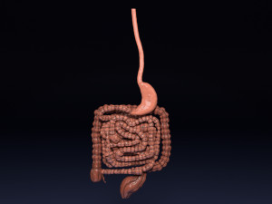 Intestine animated model 3D Model
