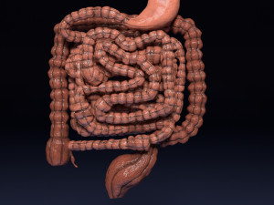 Intestine animated model 3D Model