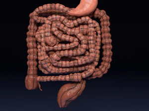 Intestine animated model 3D Model