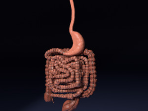 Intestine animated model 3D Model