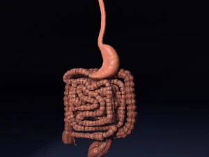 Intestine animated model 3D Model