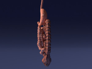 Intestine animated model 3D Model