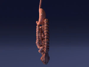 Intestine animated model 3D Model