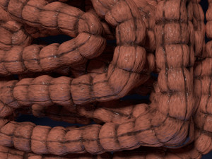 Intestine animated model 3D Model