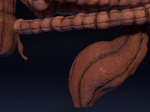Intestine animated model 3D Model