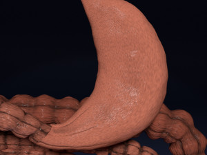 Intestine animated model 3D Model