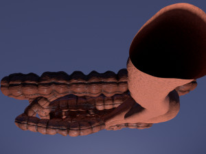 Intestine animated model 3D Model