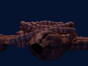 Intestine animated model 3D Model
