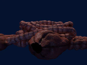 Intestine animated model 3D Model
