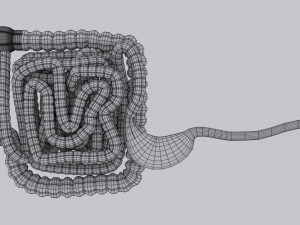 Intestine animated model 3D Model