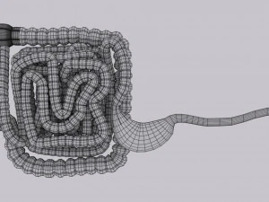 Intestine animated model 3D Model