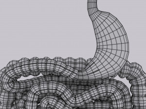 Intestine animated model 3D Model