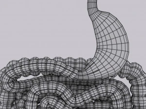 Intestine animated model 3D Model
