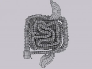 Intestine animated model 3D Model