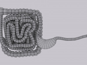 Intestine animated model 3D Model