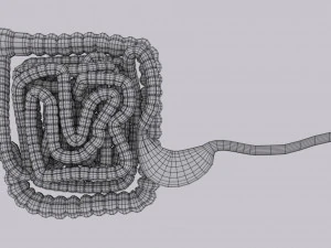 Intestine animated model 3D Model