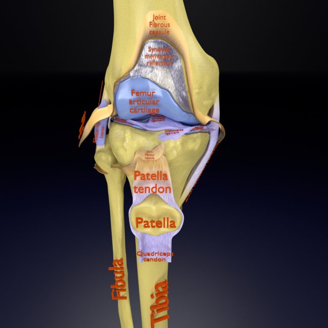 Knee joint cut open detail labelled 3D Model .c4d .max .obj .3ds .fbx .stl .blend 