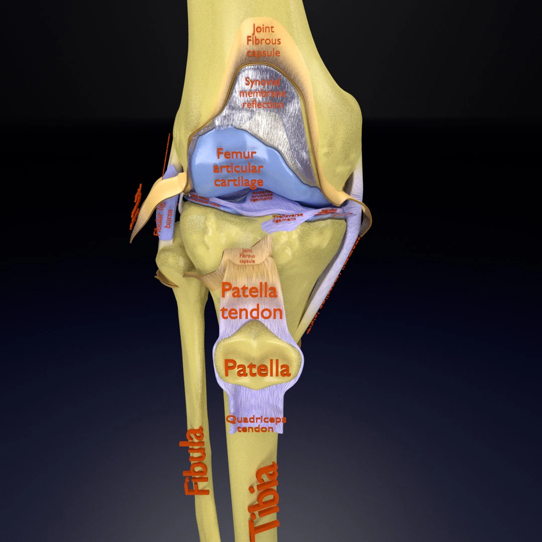 Knee joint cut open detail labelled 3D Model .c4d .max .obj .3ds .fbx .stl .blend 