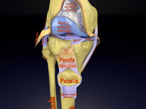 Knee joint cut open detail labelled 3D Model
