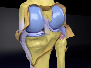 Knee joint cut open detail labelled 3D Model