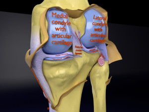 Knee joint cut open detail labelled 3D Model