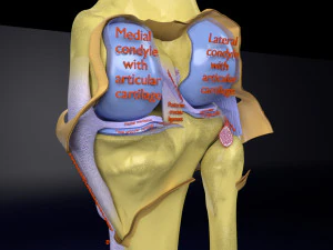 Knee joint cut open detail labelled 3D Model