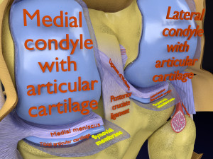 Knee joint cut open detail labelled 3D Model