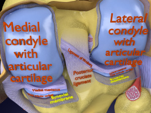 Knee joint cut open detail labelled 3D Model