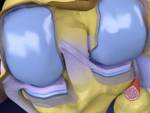 Knee joint cut open detail labelled 3D Model