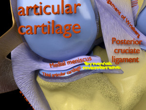Knee joint cut open detail labelled 3D Model