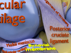Knee joint cut open detail labelled 3D Model