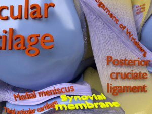 Knee joint cut open detail labelled 3D Model