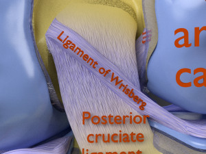 Knee joint cut open detail labelled 3D Model