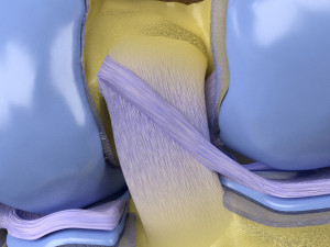 Knee joint cut open detail labelled 3D Model