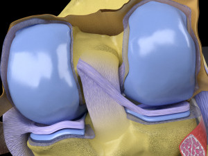Knee joint cut open detail labelled 3D Model