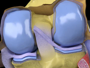 Knee joint cut open detail labelled 3D Model