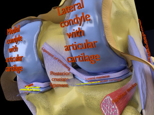 Knee joint cut open detail labelled 3D Model