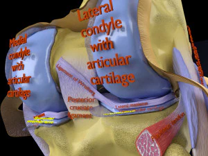 Knee joint cut open detail labelled 3D Model