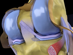 Knee joint cut open detail labelled 3D Model