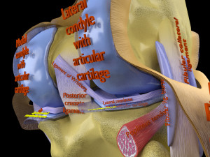 Knee joint cut open detail labelled 3D Model
