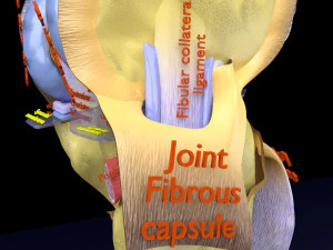 Knee joint cut open detail labelled 3D Model