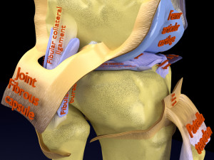Knee joint cut open detail labelled 3D Model