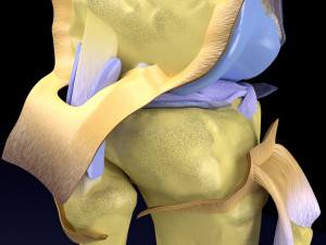 Knee joint cut open detail labelled 3D Model