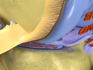Knee joint cut open detail labelled 3D Model