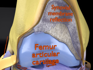Knee joint cut open detail labelled 3D Model