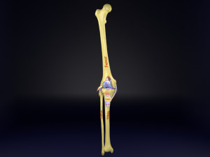 Knee joint cut open detail labelled 3D Model