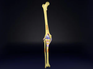 Knee joint cut open detail labelled 3D Model