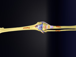 Knee joint cut open detail labelled 3D Model